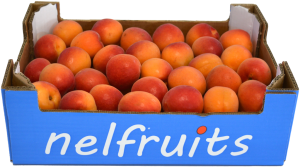 Albercocs
