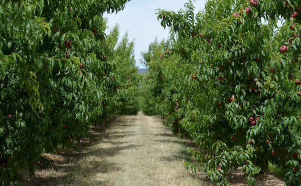 frutas-ecologicas